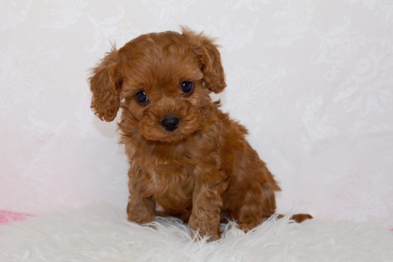 Cavapoo Puppy From Blue Diamond