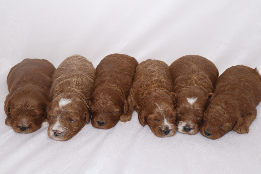 Kara & Titan F1b Cavapoo Litter
