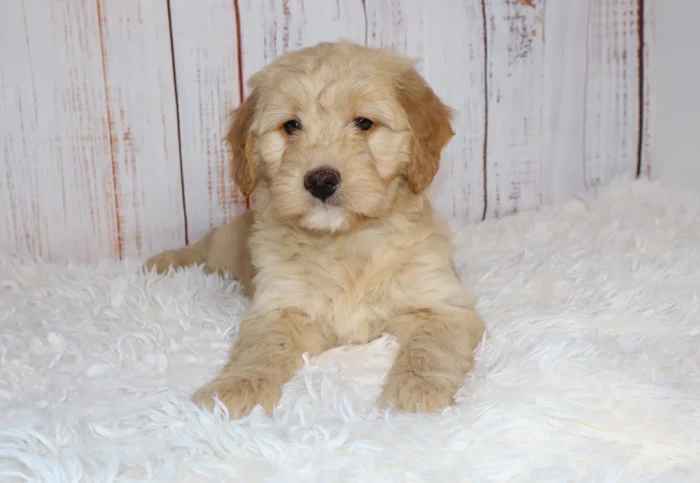 Mini Goldendoodle Puppy Available In Salem, OR