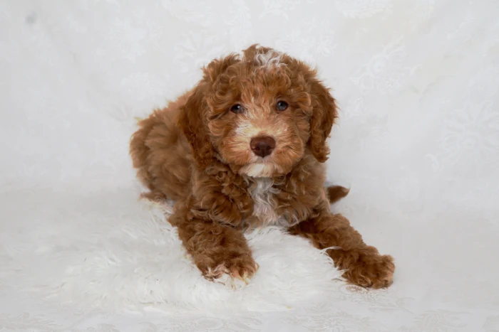 Mini Goldendoodle Puppy