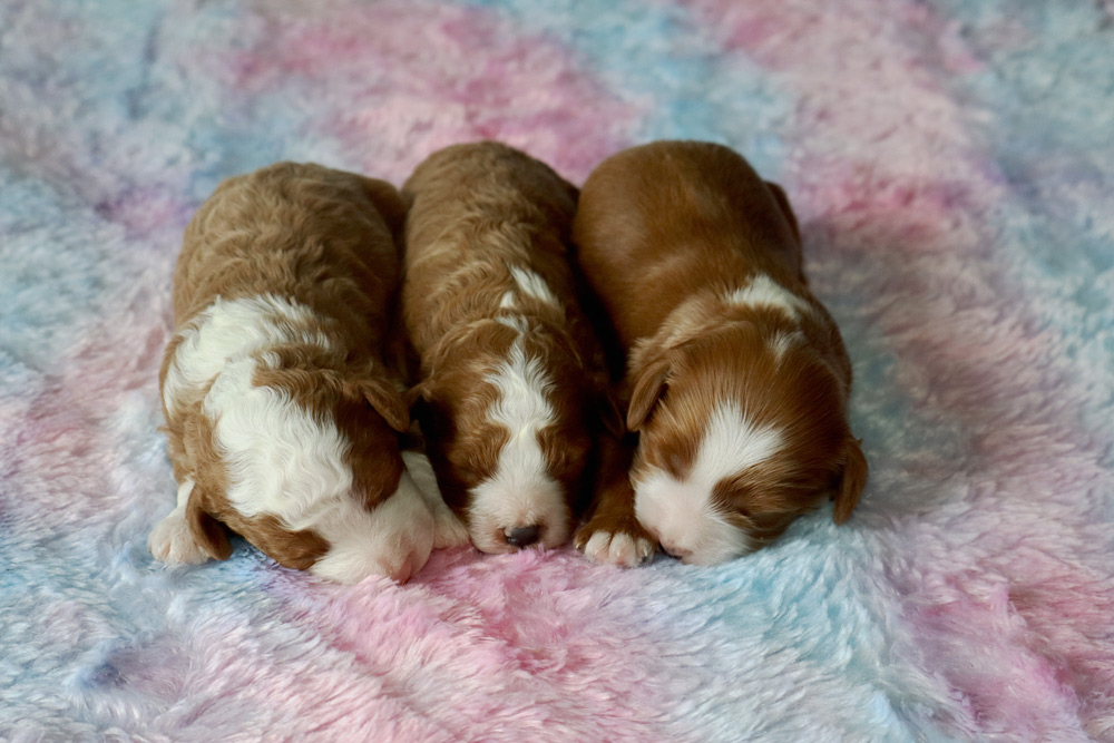 Olea & Happy Tail’s Tipper F1b Cavapoo Litter