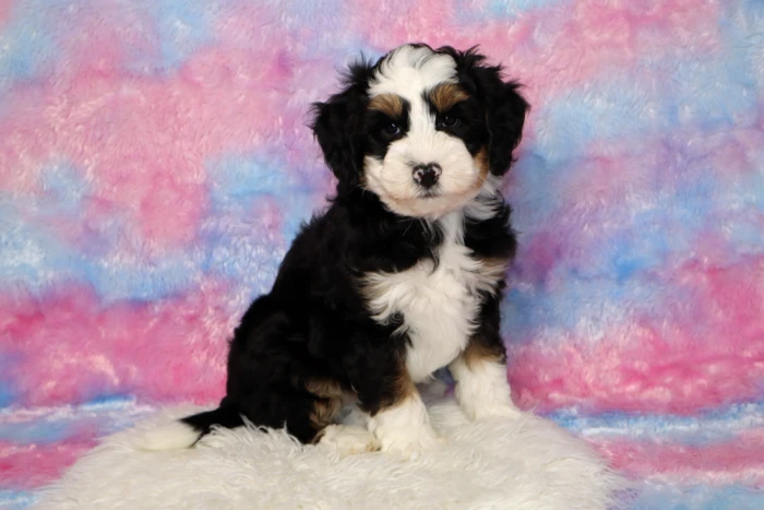 Micro Bernedoodle Puppy From Blue Diamond