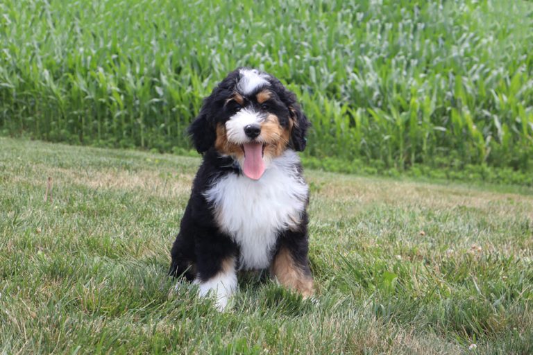 Cute tricolor Bernedoodle puppy sitting on grass with tongue out, field behind it