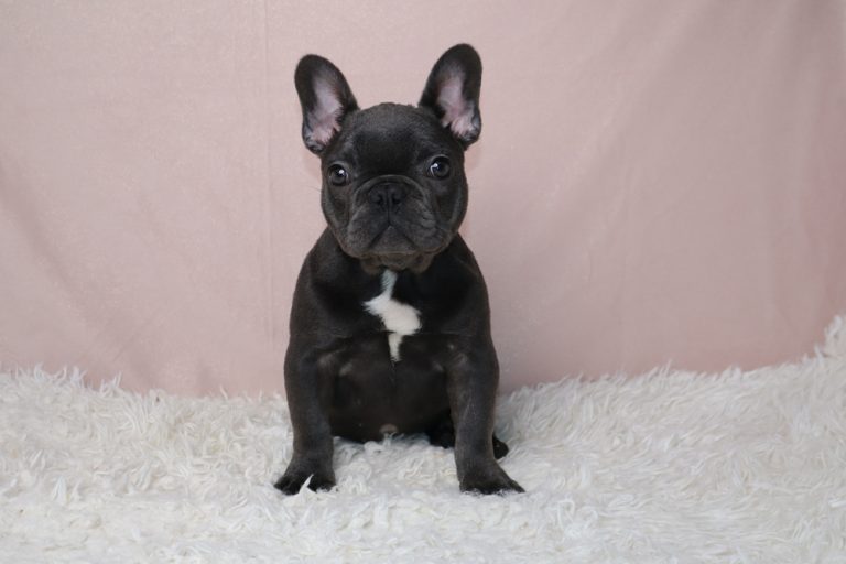 Black French bulldog puppy with a white chest sitting on a white shaggy rug against a pale pink backdrop, looking at the camera.