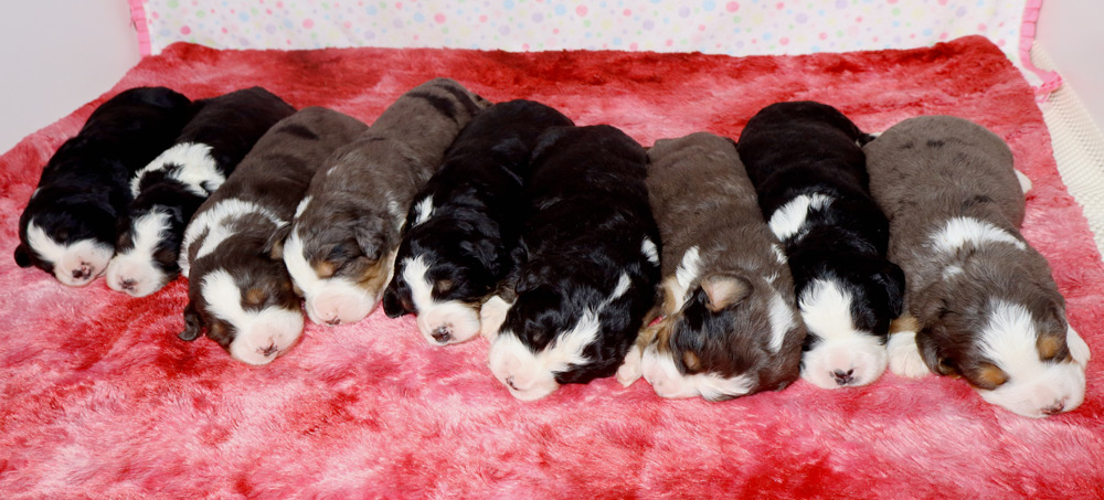 Troyer’s Holly Berry & River Standard Bernedoodle Litter