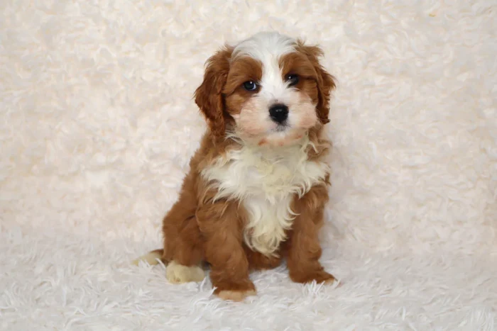 Cavapoo Puppy Available In Hazleton. PA