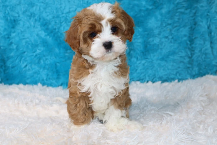 Cavapoo Puppy From Blue Diamond