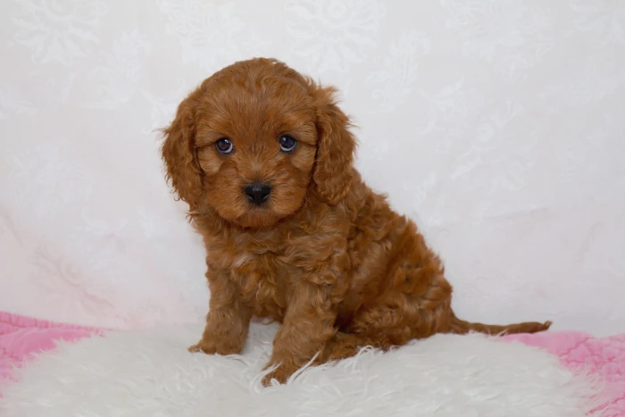 Cavapoo Puppy