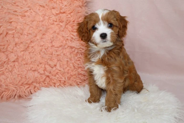 Cavapoo Puppy From Blue Diamond