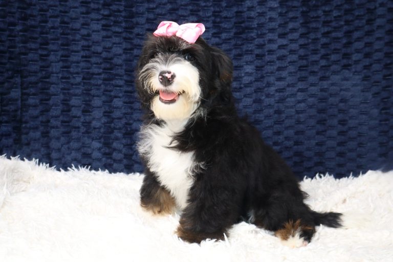 A fluffy black and white puppy with a pink bow sits on a white rug, smiling at the camera against a dark blue backdrop.
