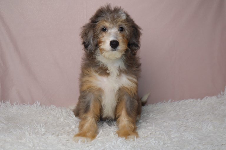 Fluffy puppy sitting on a white shag rug with a pink backdrop, looking at the camera.