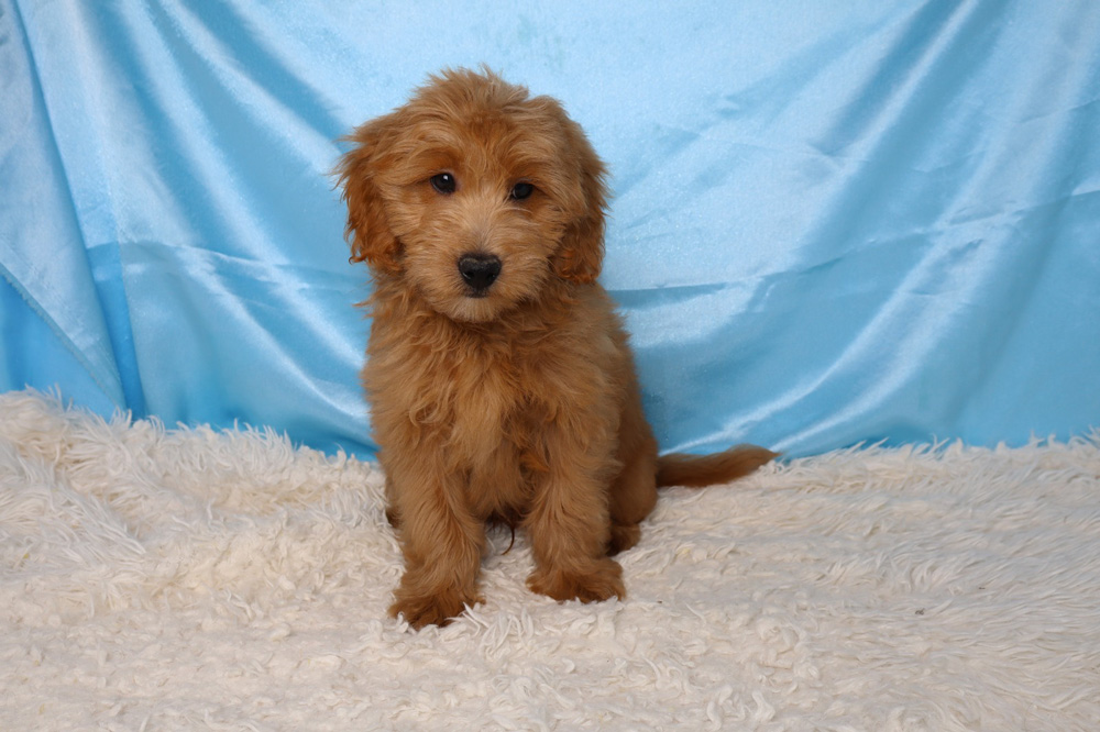 Golden-brown puppy sitting on a white fluffy rug with a light blue backdrop, looking at the camera.