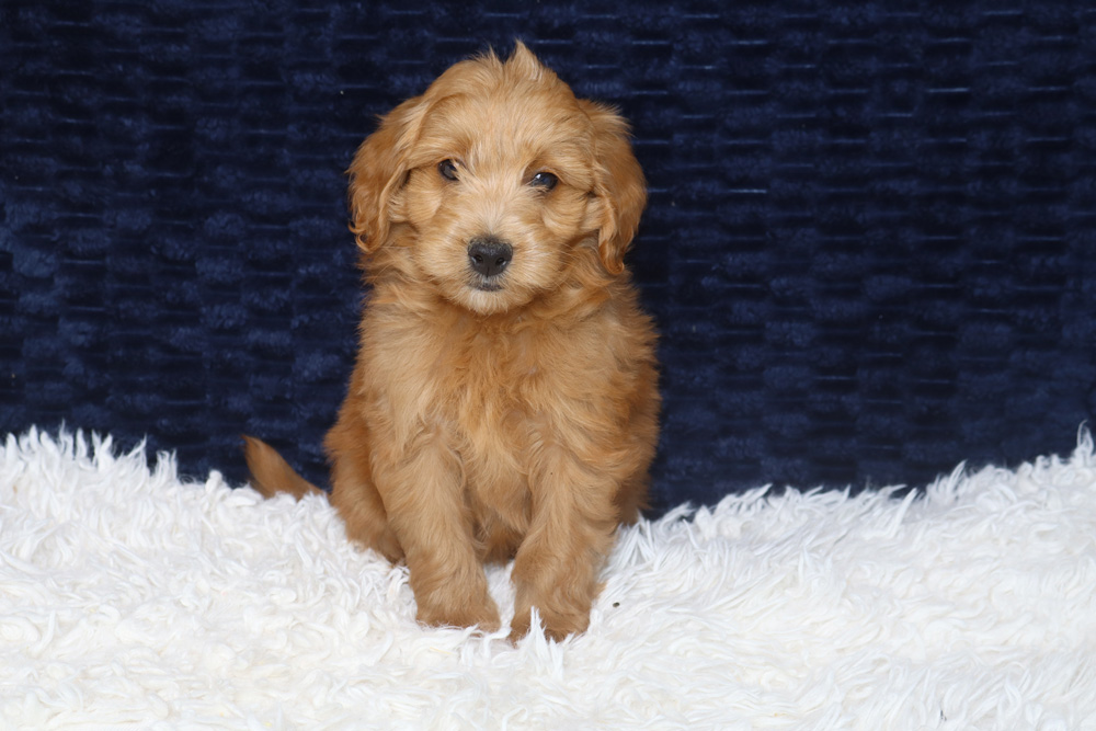 Golden retriever puppy sitting on a fluffy white rug with a dark blue backdrop.