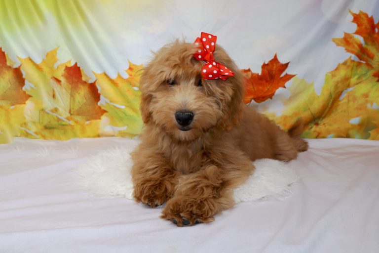 Brown fluffy puppy wearing a red polka-dot bow, lying on a white blanket with an autumn leaf backdrop.