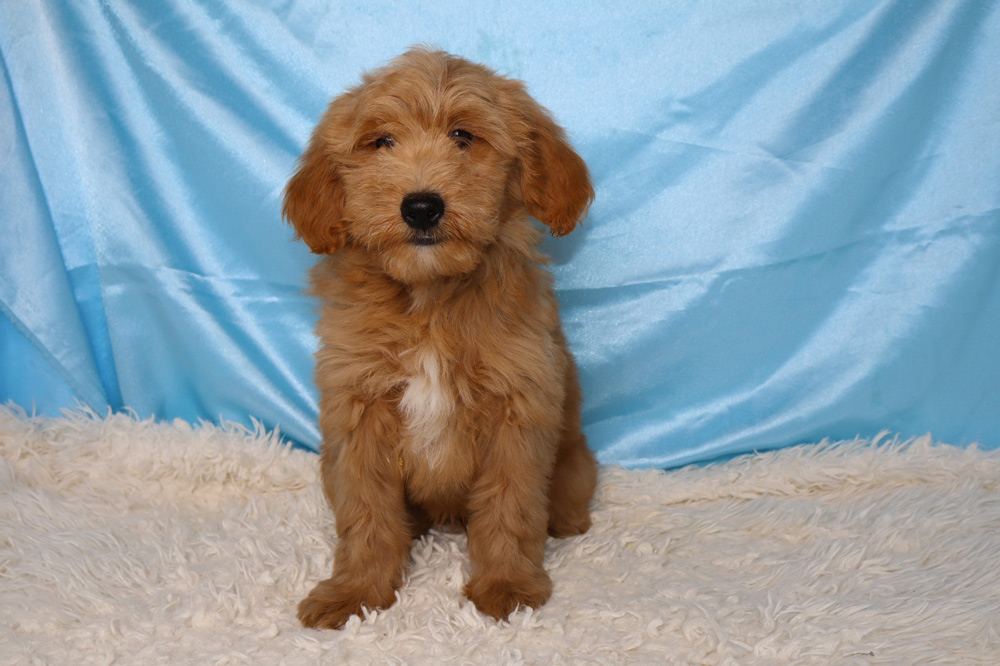 Golden retriever puppy sitting on a white fluffy rug against a light blue backdrop.