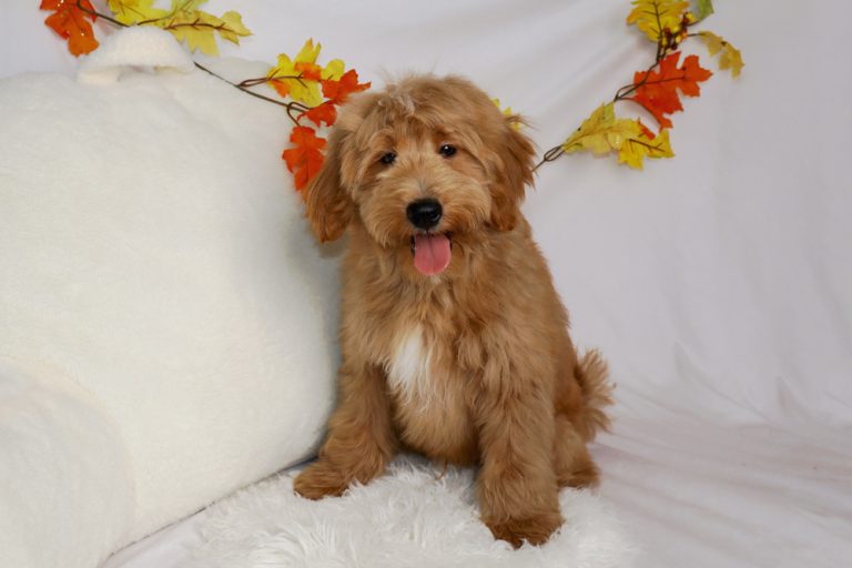 Golden brown fluffy puppy sitting on a white faux fur rug with its tongue out, autumn leaf garland in the background.