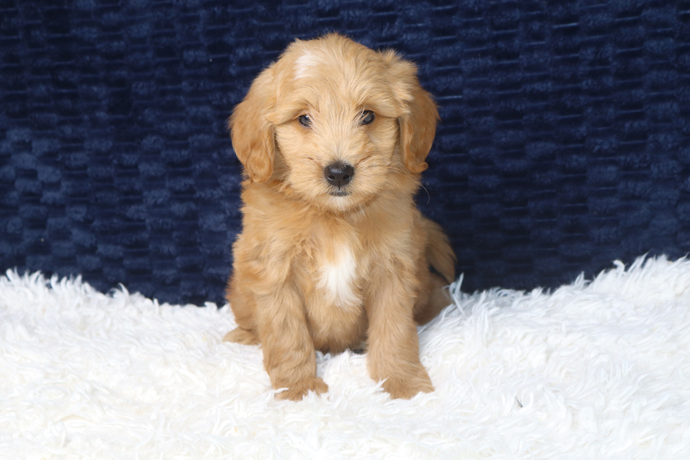 Golden retriever puppy sitting on a white fluffy rug with a navy background, looking at the camera.