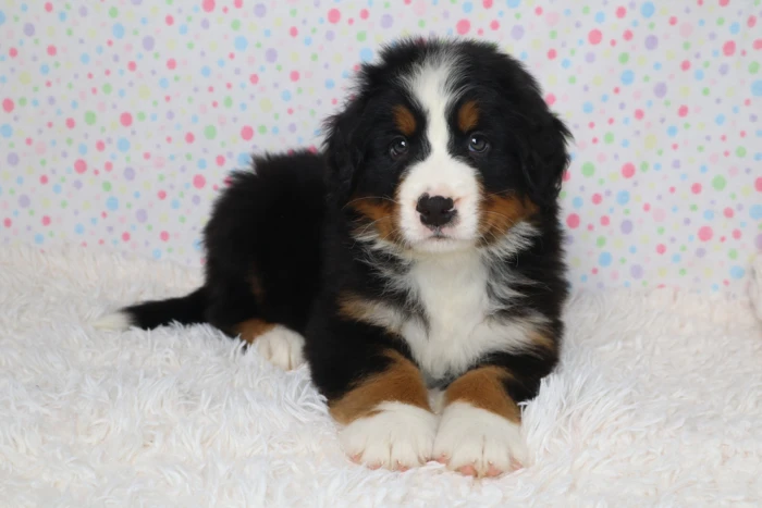 Bernese Mountain Dog Puppy