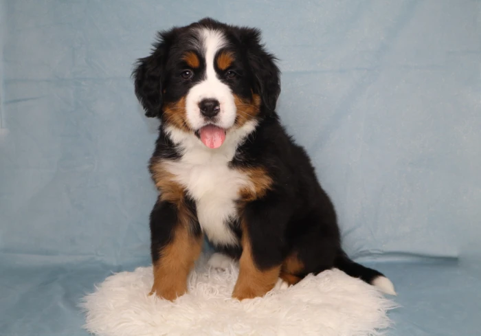 Bernese Mountain Dog Puppy Available In North Lynnwood, WA