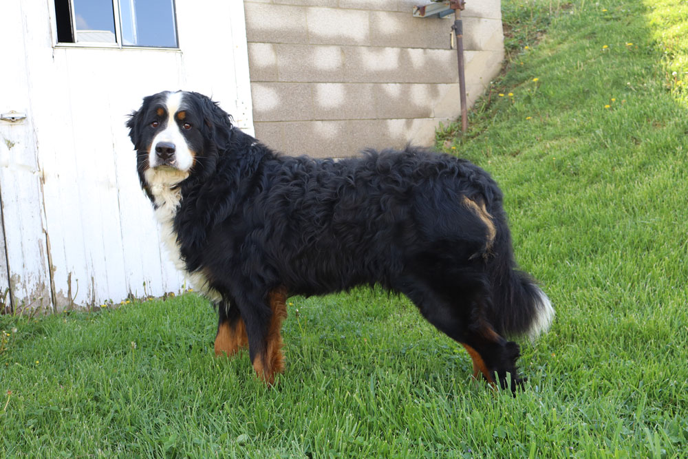 Bernese Mountain Dog standing on a green lawn beside a white door and beige wall.
