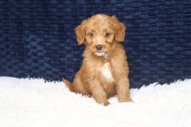 Golden-brown puppy with a white chest sits on a fluffy white rug against a dark blue backdrop.