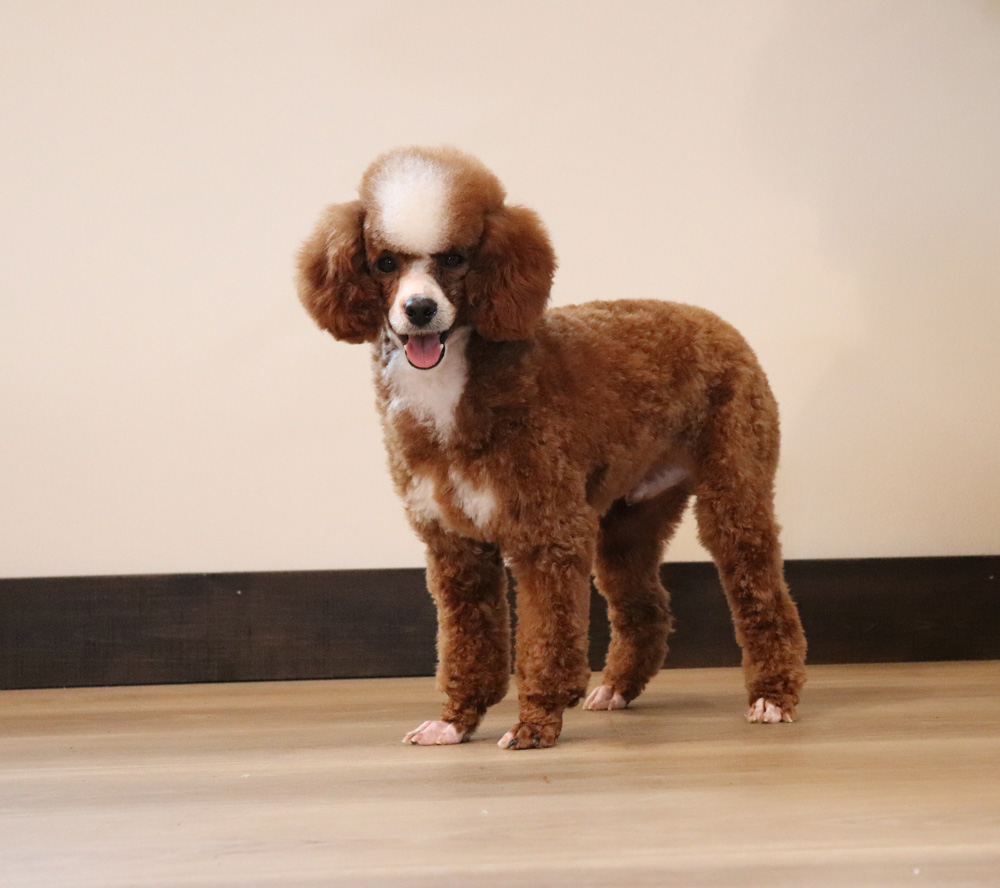 Brown poodle standing indoors on a light wood floor, facing the camera with its tongue out.