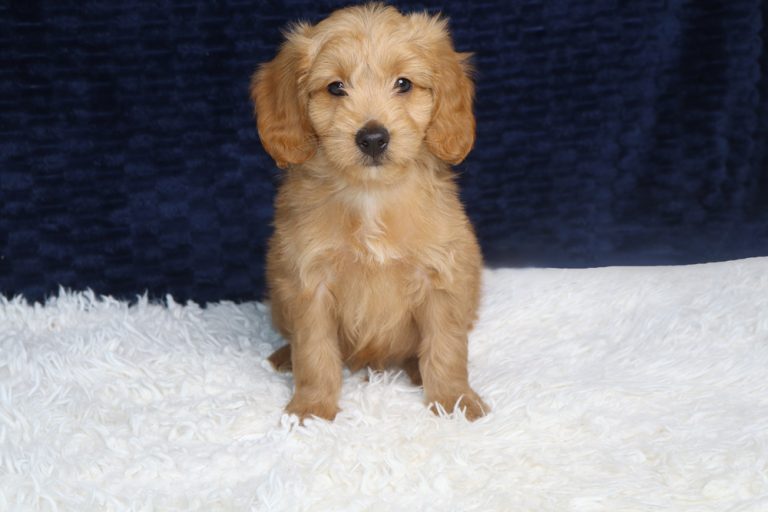 Golden retriever puppy sitting on a white fluffy rug against a dark blue background.