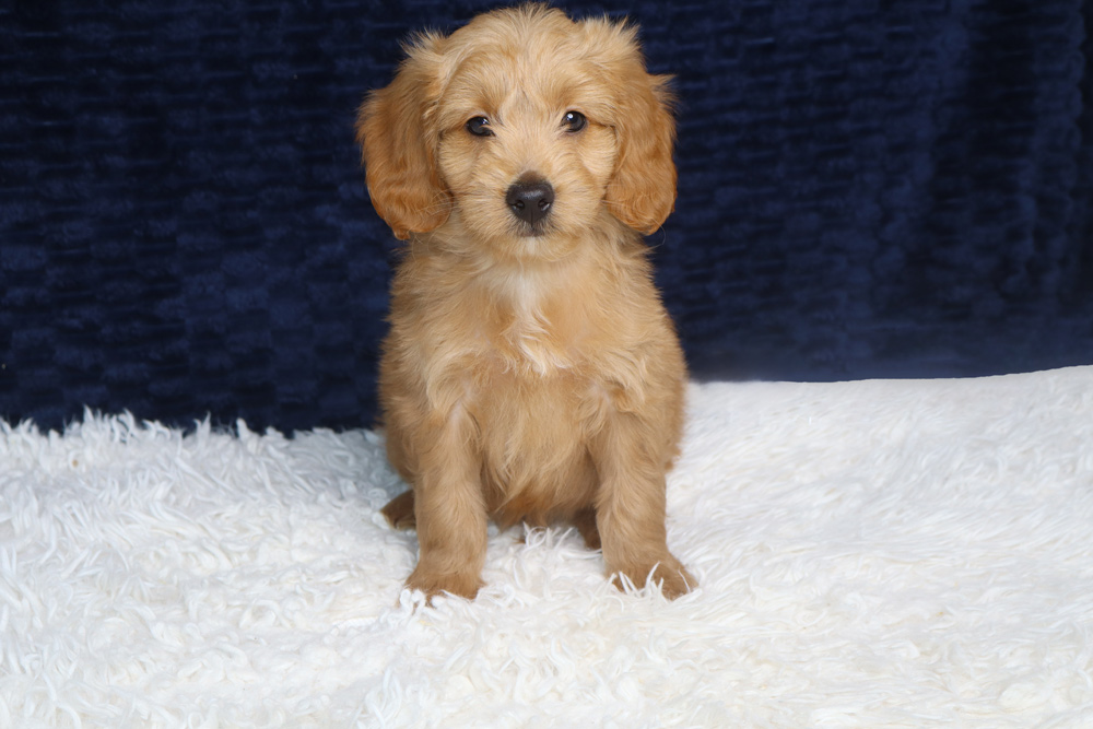 Golden retriever puppy sitting on a white fluffy rug against a dark blue background.