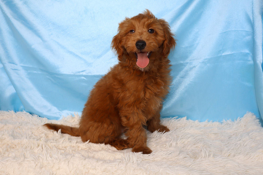 Brown fluffy puppy sitting on a white shag rug with a blue backdrop, tongue out in a friendly pose.