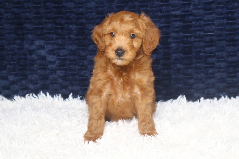 Golden-brown puppy sitting on a white fluffy rug with a navy background, looking at the camera.