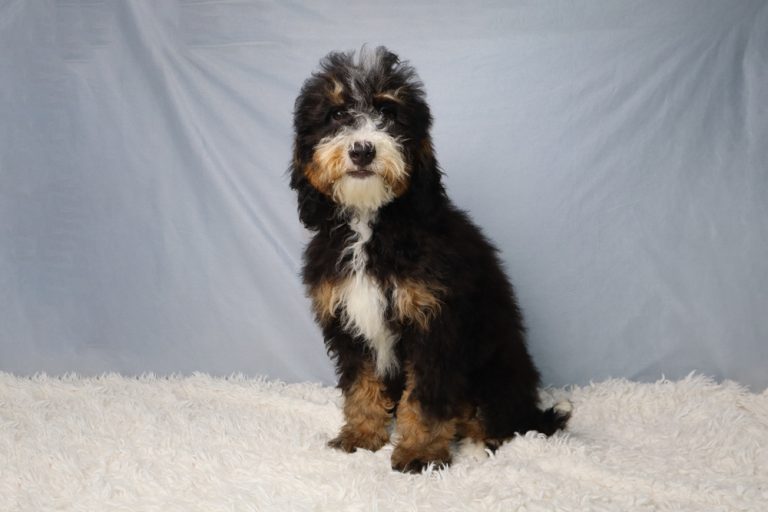 Fluffy black, white and tan puppy sitting on a white shag rug, facing the camera.
