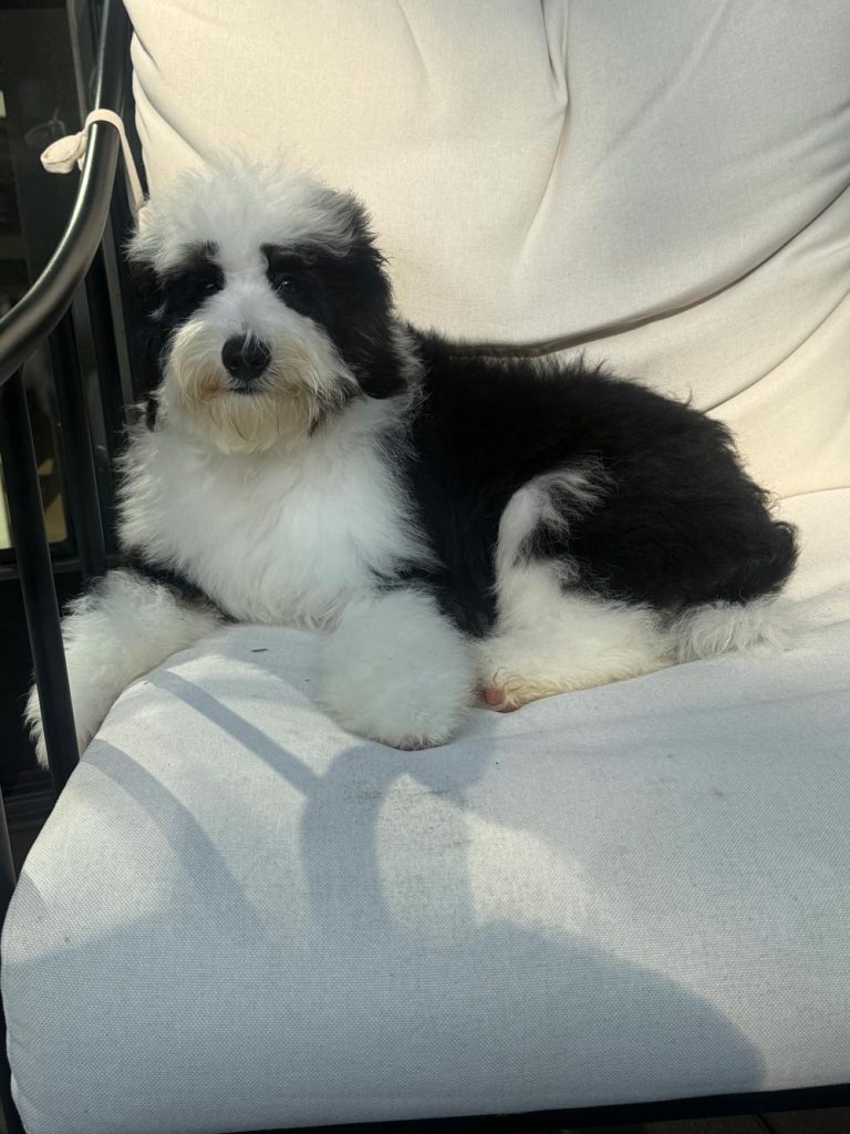 Black-and-white fluffy puppy sitting on a light outdoor chair, facing the camera with a gentle expression.