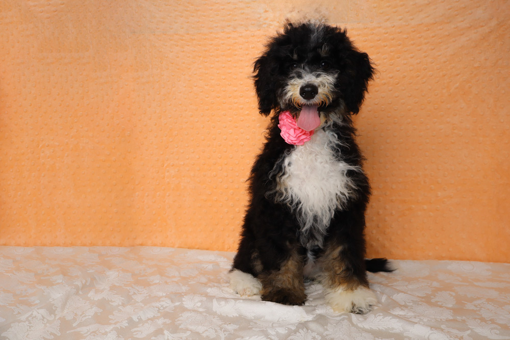 Black and white fluffy puppy sitting on a light patterned cloth, wearing a pink flower collar against an orange backdrop.