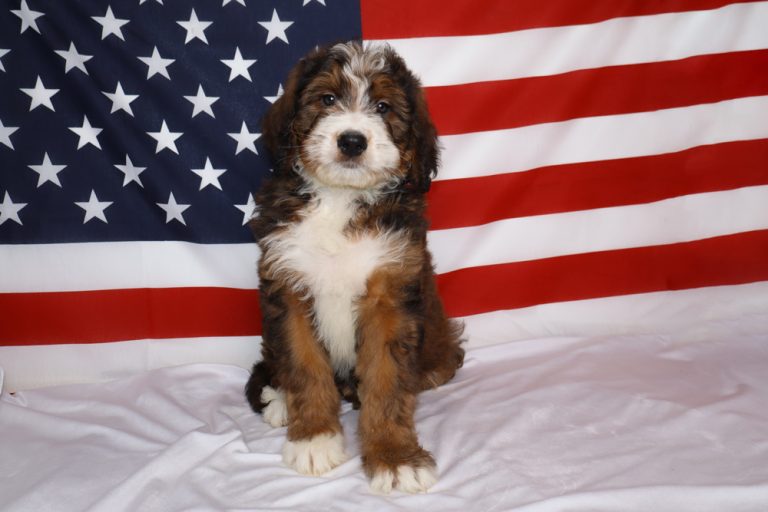 Cute fluffy puppy sitting on a white blanket with an American flag in the background.