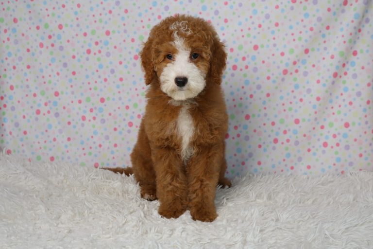Brown and white fluffy puppy sitting on a white shag rug with a pastel polka-dot backdrop, looking at the camera.