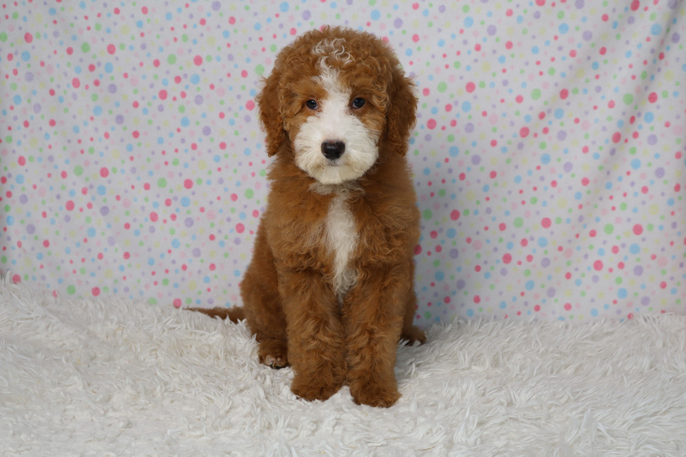Brown and white fluffy puppy sitting on a white shag rug with a pastel polka-dot backdrop, looking at the camera.