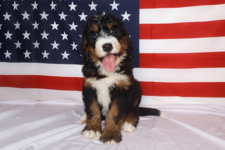 Adorable black, white, and brown Bernedoodle puppy sitting on white fabric with a US flag backdrop.