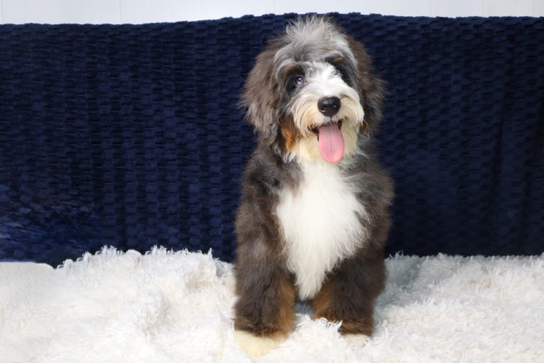Fluffy tri-color puppy (brown, white, gray) sitting on a white shag rug with a navy backdrop, tongue out.