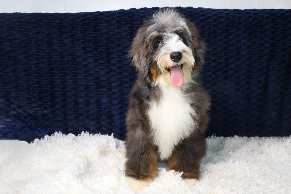 Mini Bernedoodle Puppies for Sale in Athens, AL