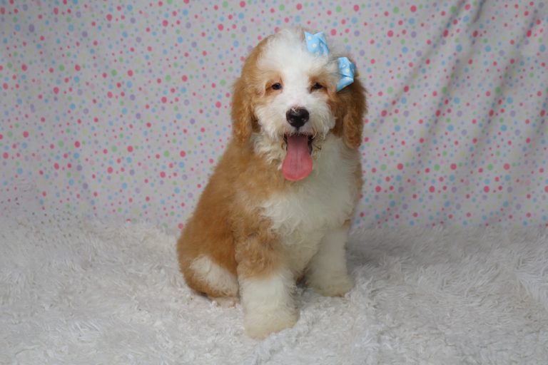 Adorable fluffy puppy with a blue bow in its hair, sitting on a soft white rug and panting with its tongue out.