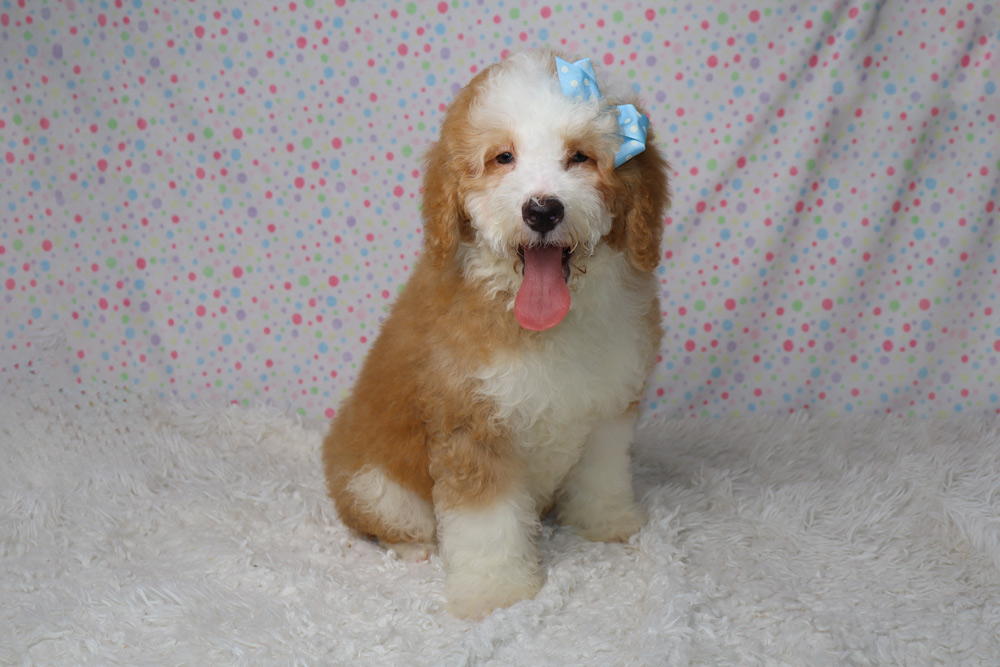 Adorable fluffy puppy with a blue bow in its hair, sitting on a soft white rug and panting with its tongue out.