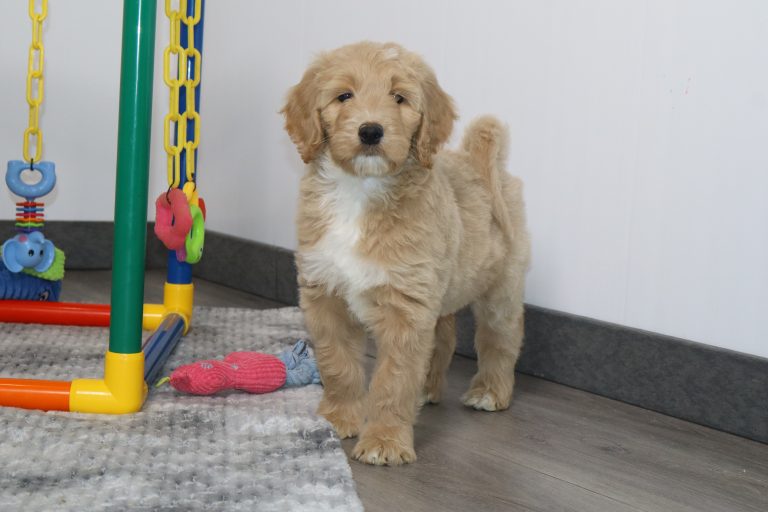 Golden retriever puppy standing on a gray rug beside a colorful indoor play structure with hanging toys.