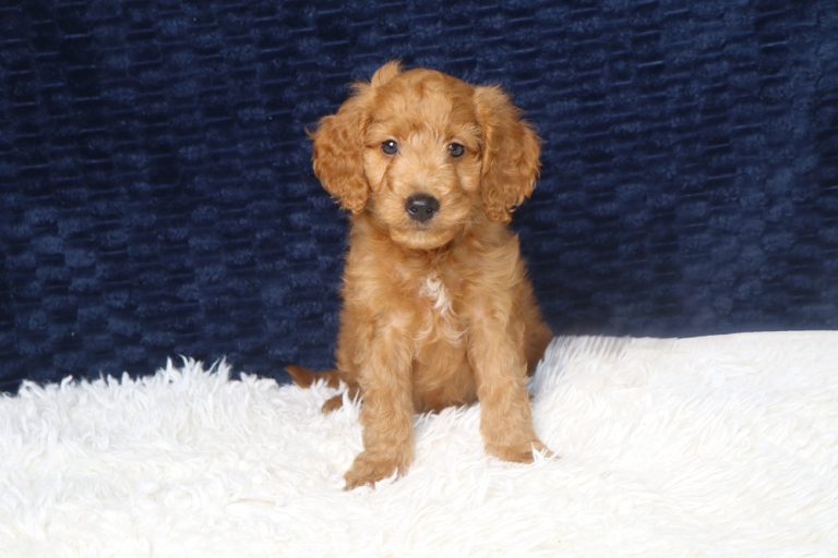 Golden puppy sitting on a white fluffy rug with a dark blue background behind it.