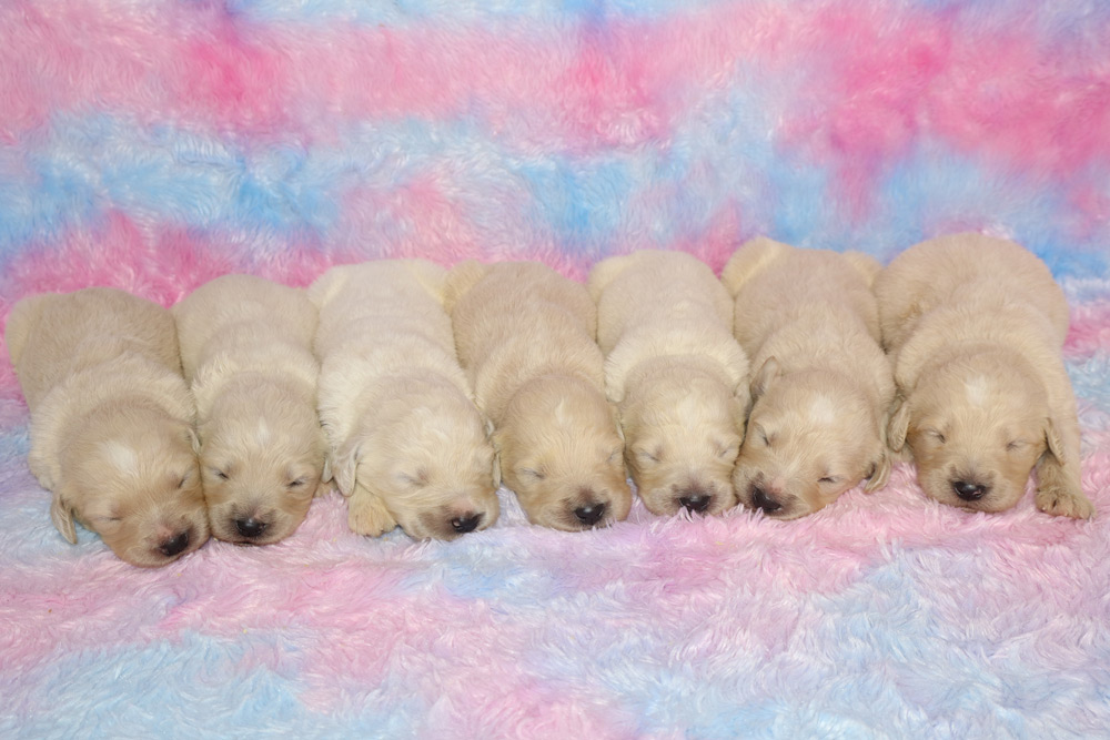 Jenny & Richie F1 Standard Goldendoodle Litter
