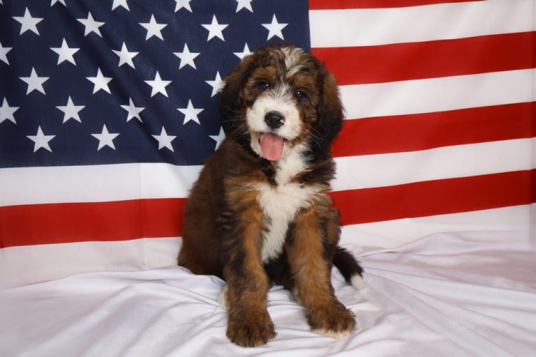 Brown, white, and black puppy sits on a white blanket with a waving American flag backdrop.