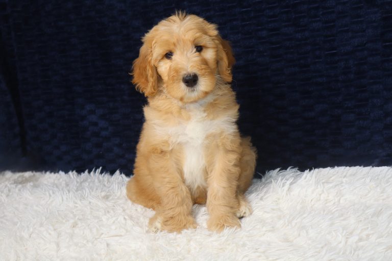 Golden retriever puppy sitting on a white fluffy rug with a dark blue backdrop, looking at the camera.”,