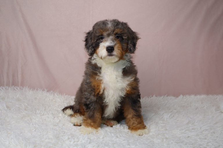 Tri-colored fluffy puppy sitting on a white shag rug, facing the camera, with a pink backdrop.