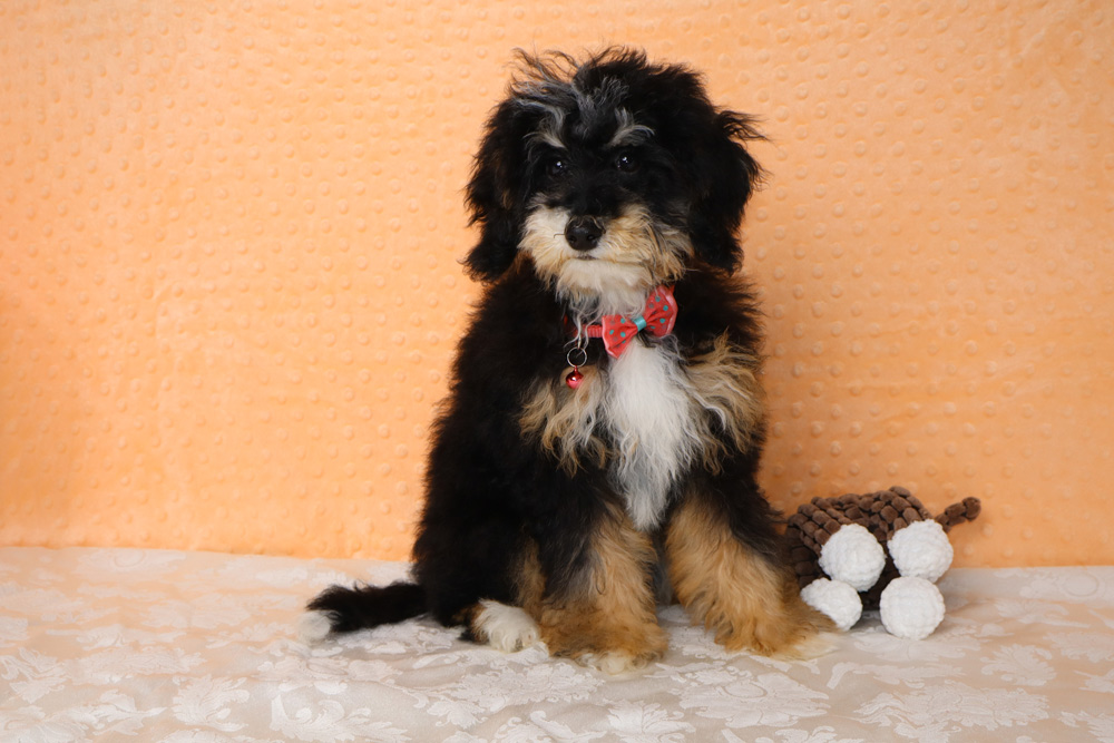 Fluffy black and tan puppy with a red bow tie sits on a cream tablecloth, next to a brown-and-white stuffed toy.
