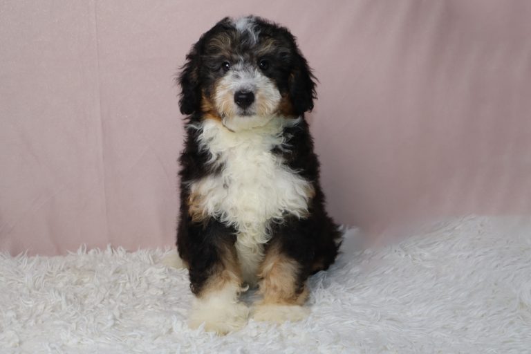Small fluffy black, white, and tan puppy sitting on a white shag rug with a pink backdrop.