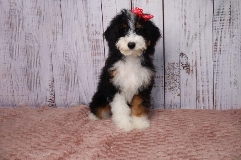 Fluffy tri-colored puppy with a red bow sits on a pink textured blanket in front of a white wooden backdrop.